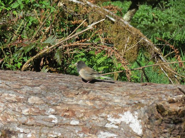 Crescent Lodge in north central Olympic National Park ( 14 of 16) (#0678)
