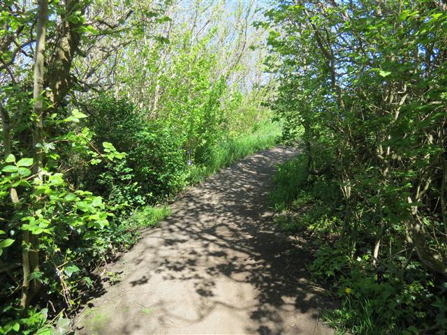 Scenery from Beacon Park in south Victoria, BC ( 18 of 23) (#0720)