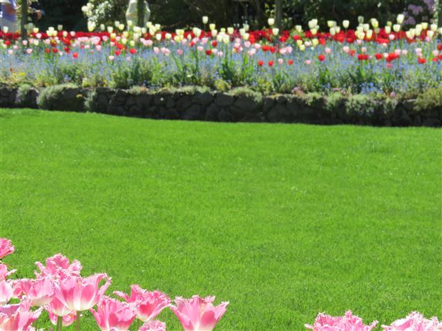 Flowers at Butchart Gardens north of Victoria, BC ( 3 of 70) (#0729)