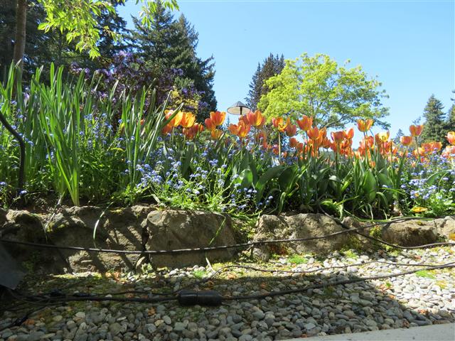 Flowers at Butchart Gardens north of Victoria, BC ( 4 of 70) (#0731)