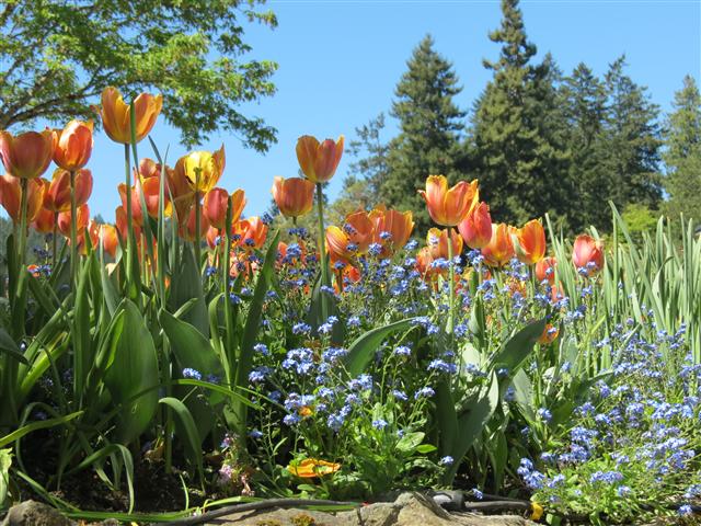Flowers at Butchart Gardens north of Victoria, BC ( 5 of 70) (#0732)