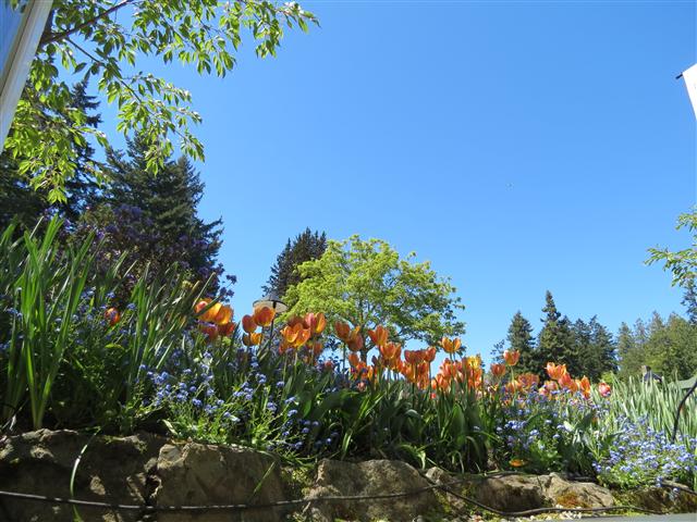 Flowers at Butchart Gardens north of Victoria, BC ( 6 of 70) (#0733)