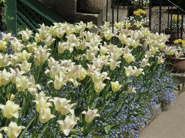 Flowers at Butchart Gardens north of Victoria, BC ( 7 of 70) (#0734)