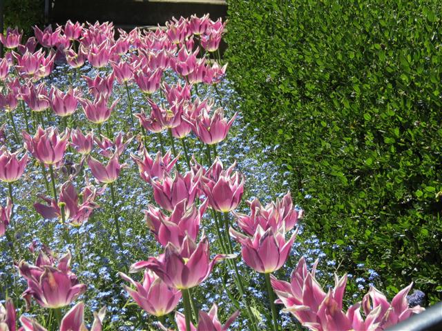 Flowers at Butchart Gardens north of Victoria, BC ( 8 of 70) (#0735)