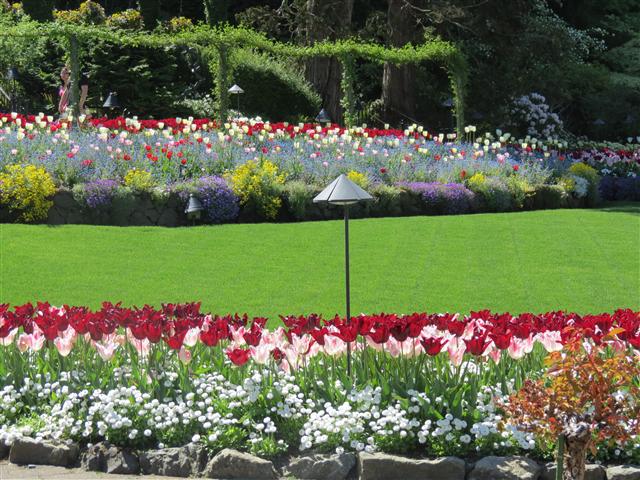 Flowers at Butchart Gardens north of Victoria, BC ( 9 of 70) (#0736)