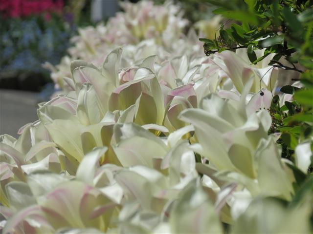 Flowers at Butchart Gardens north of Victoria, BC ( 11 of 70) (#0738)