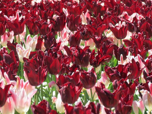 Flowers at Butchart Gardens north of Victoria, BC ( 12 of 70) (#0739)