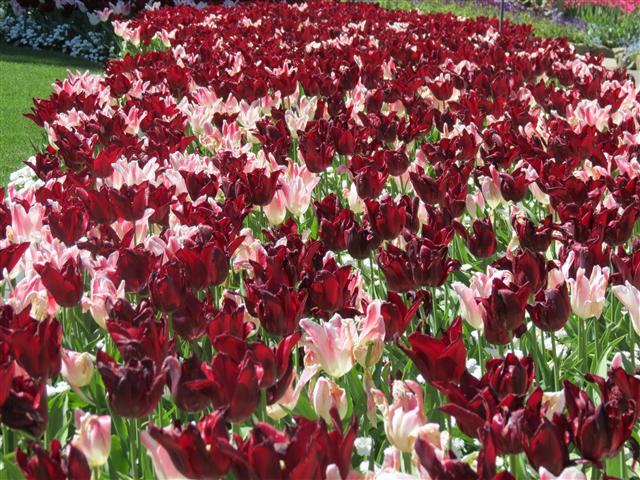 Flowers at Butchart Gardens north of Victoria, BC ( 13 of 70) (#0740)