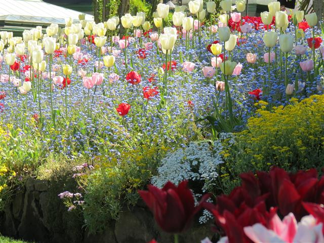 Flowers at Butchart Gardens north of Victoria, BC ( 15 of 70) (#0742)