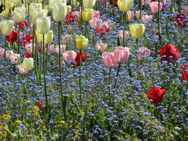 Flowers at Butchart Gardens north of Victoria, BC ( 16 of 70) (#0743)
