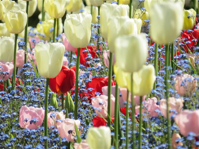 Flowers at Butchart Gardens north of Victoria, BC ( 17 of 70) (#0744)