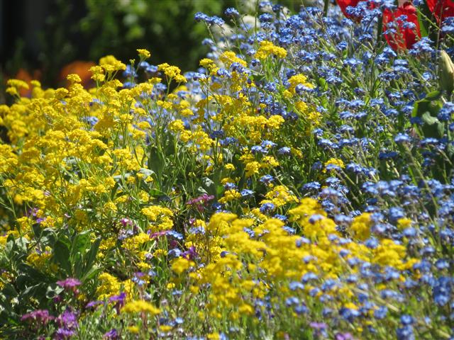 Flowers at Butchart Gardens north of Victoria, BC ( 18 of 70) (#0745)