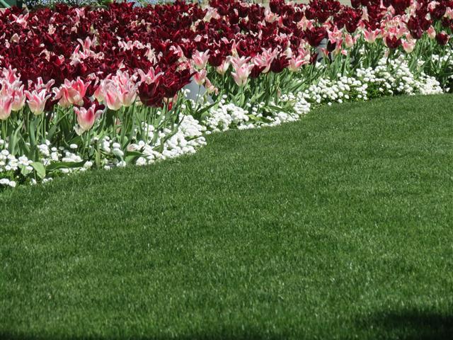 Flowers at Butchart Gardens north of Victoria, BC ( 19 of 70) (#0746)