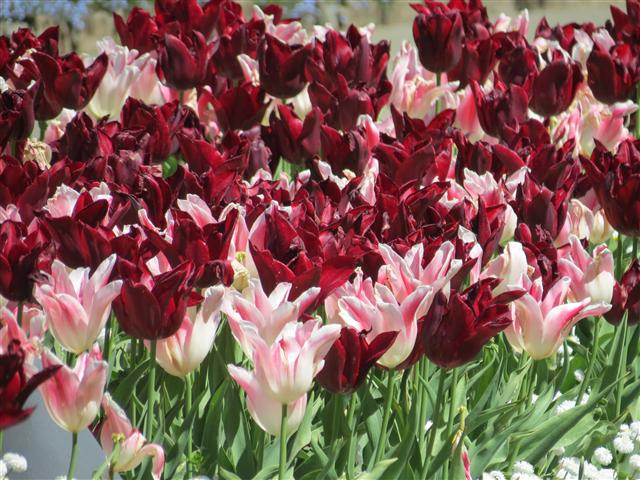 Flowers at Butchart Gardens north of Victoria, BC ( 20 of 70) (#0747)