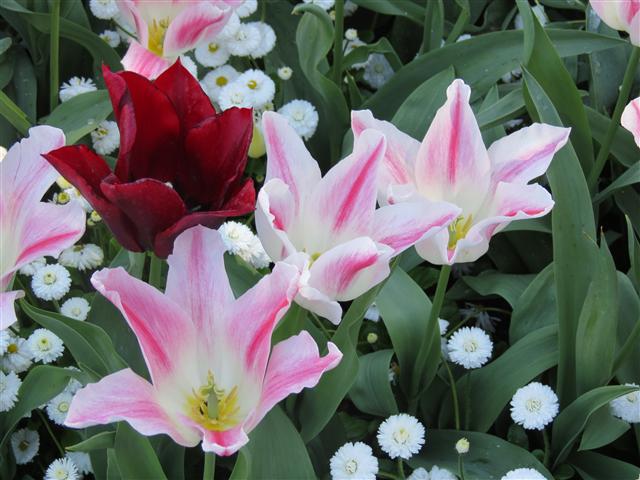 Flowers at Butchart Gardens north of Victoria, BC ( 22 of 70) (#0749)