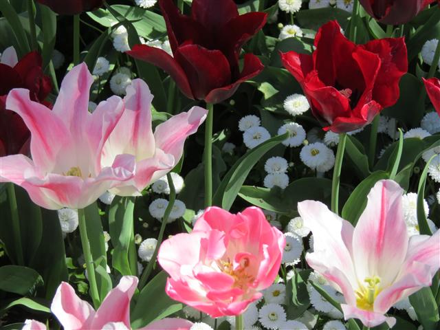 Flowers at Butchart Gardens north of Victoria, BC ( 23 of 70) (#0750)