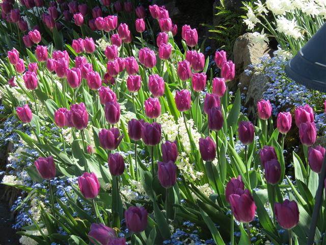 Flowers at Butchart Gardens north of Victoria, BC ( 24 of 70) (#0751)