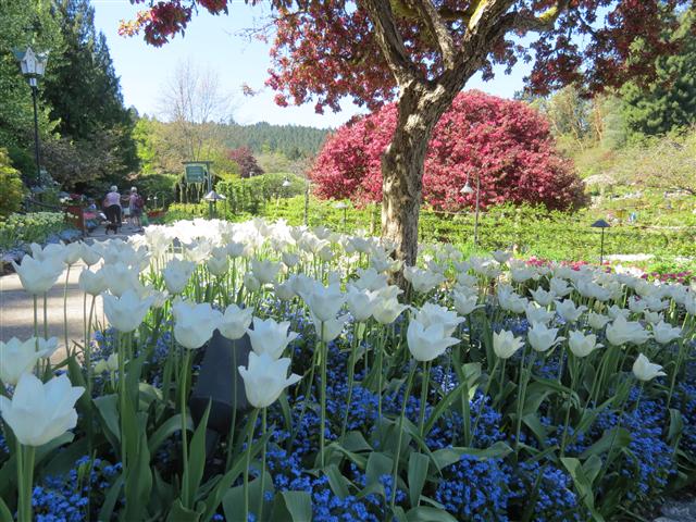 Flowers at Butchart Gardens north of Victoria, BC ( 26 of 70) (#0753)