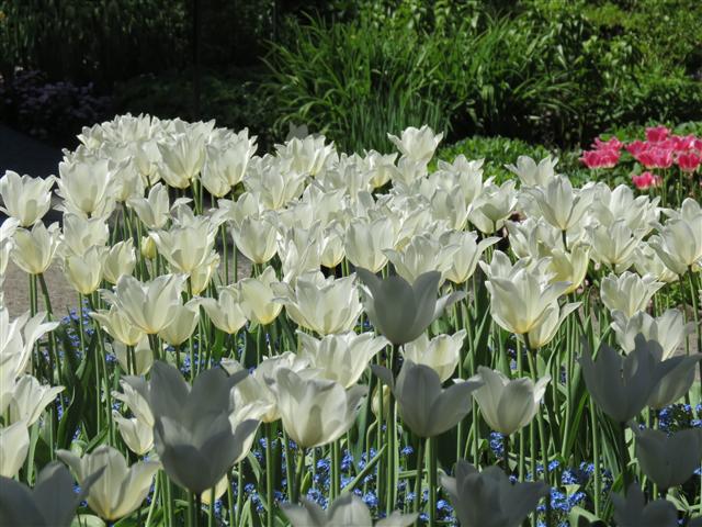 Flowers at Butchart Gardens north of Victoria, BC ( 27 of 70) (#0754)