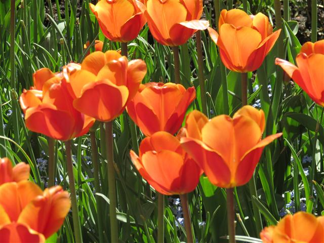 Flowers at Butchart Gardens north of Victoria, BC ( 28 of 70) (#0755)