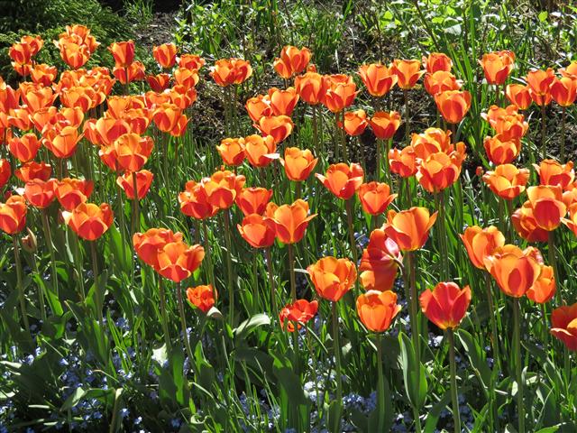 Flowers at Butchart Gardens north of Victoria, BC ( 29 of 70) (#0756)