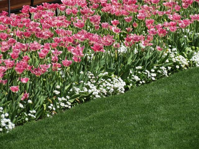 Flowers at Butchart Gardens north of Victoria, BC ( 30 of 70) (#0757)