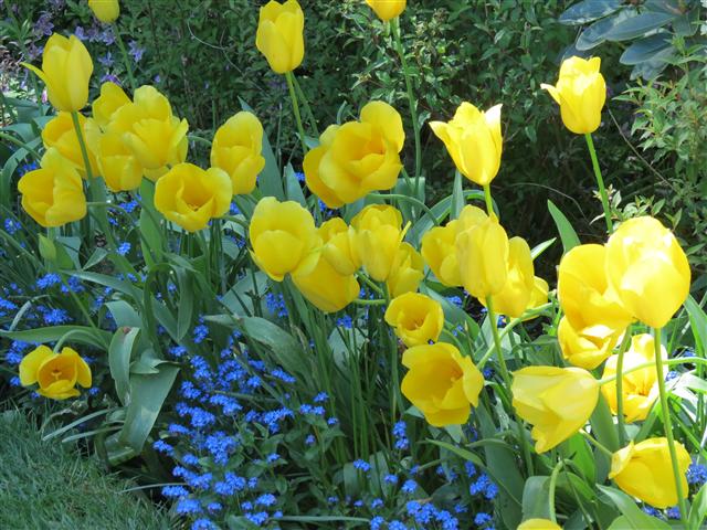 Flowers at Butchart Gardens north of Victoria, BC ( 31 of 70) (#0760)