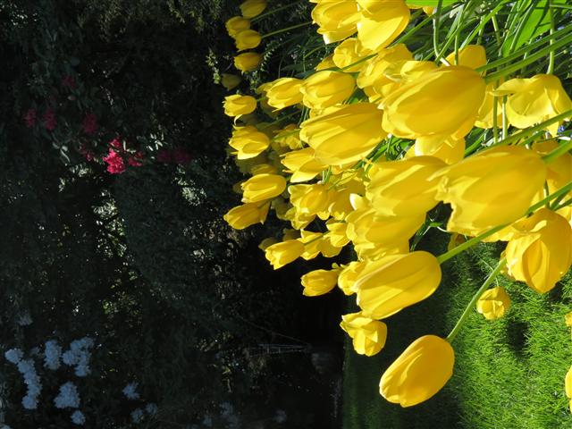 Flowers at Butchart Gardens north of Victoria, BC ( 32 of 70) (#0761)