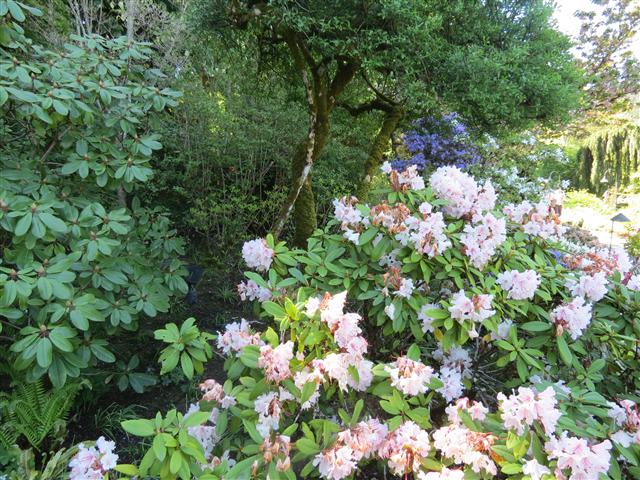 Flowers at Butchart Gardens north of Victoria, BC ( 33 of 70) (#0765)
