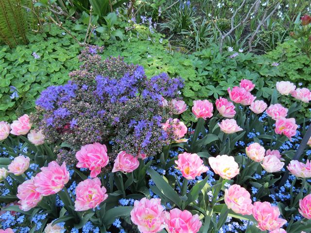 Flowers at Butchart Gardens north of Victoria, BC ( 34 of 70) (#0766)