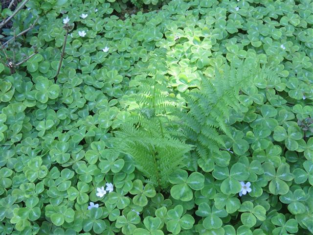 Flowers at Butchart Gardens north of Victoria, BC ( 35 of 70) (#0767)