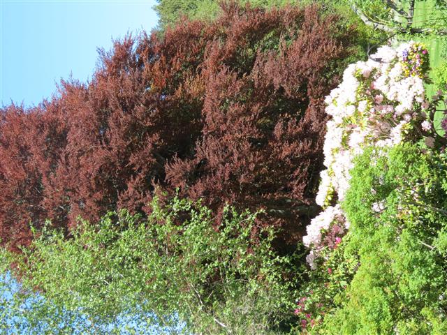 Flowers at Butchart Gardens north of Victoria, BC ( 37 of 70) (#0770)