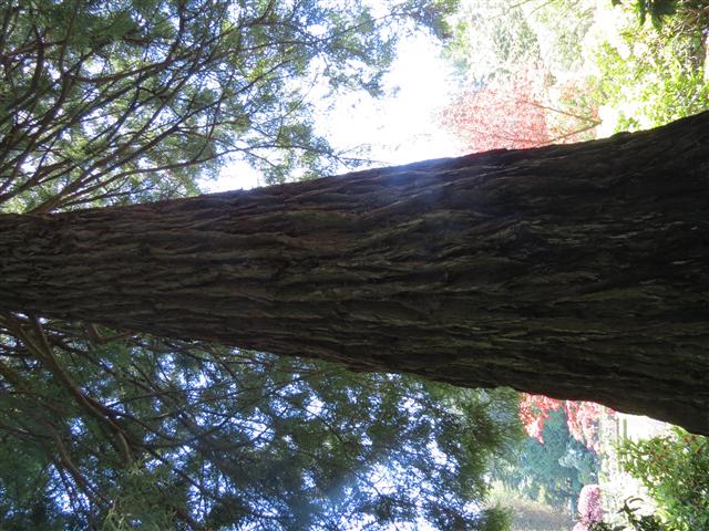 Beyond Flowers at Butchart Gardens north of Victoria, BC ( 11 of 28) (#0774)