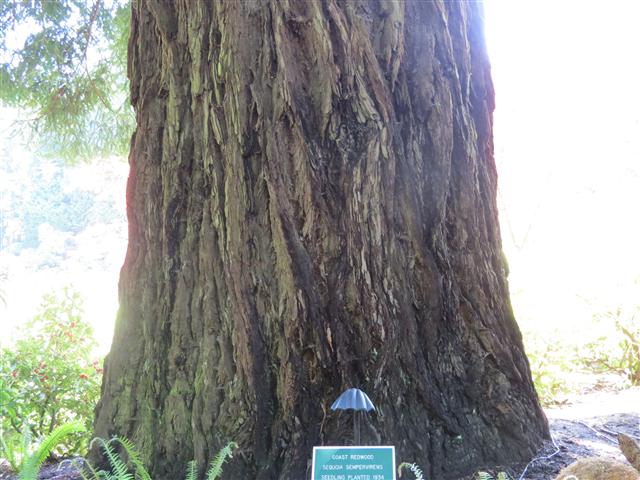 Beyond Flowers at Butchart Gardens north of Victoria, BC ( 8 of 28) (#0775)