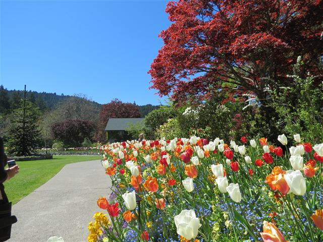 Flowers at Butchart Gardens north of Victoria, BC ( 38 of 70) (#0776)