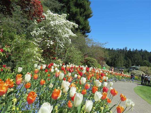 Flowers at Butchart Gardens north of Victoria, BC ( 39 of 70) (#0777)