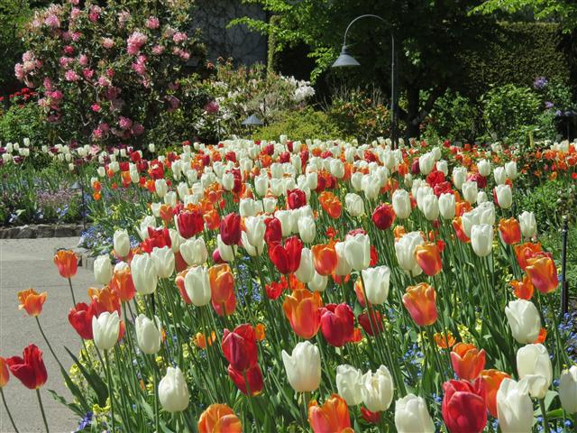 Flowers at Butchart Gardens north of Victoria, BC ( 40 of 70) (#0778)