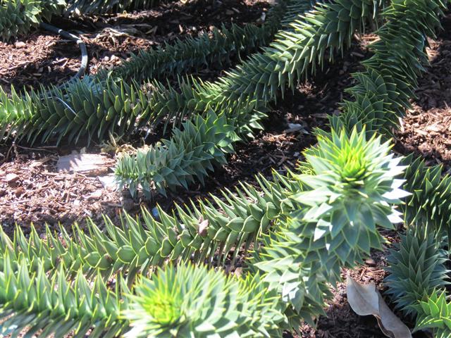 Flowers at Butchart Gardens north of Victoria, BC ( 41 of 70) (#0779)