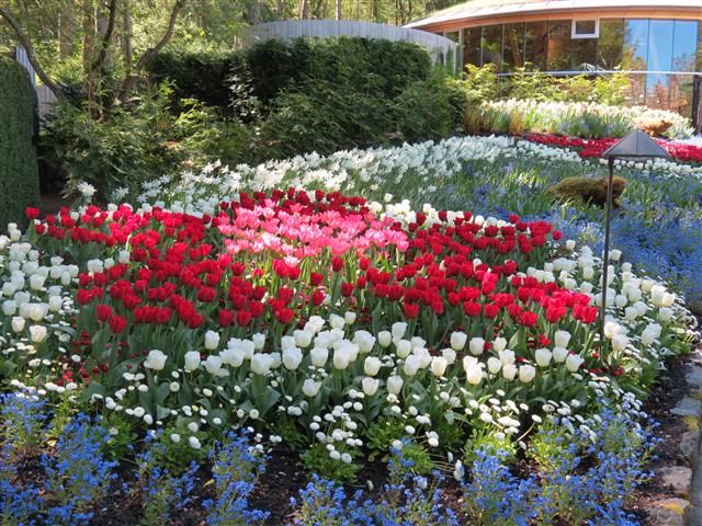 Flowers at Butchart Gardens north of Victoria, BC ( 43 of 70) (#0790)