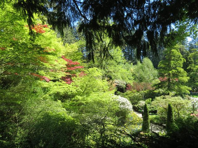 Flowers at Butchart Gardens north of Victoria, BC ( 44 of 70) (#0791)