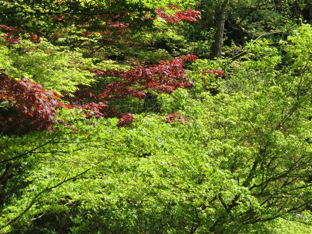 Flowers at Butchart Gardens north of Victoria, BC ( 48 of 70) (#0797)