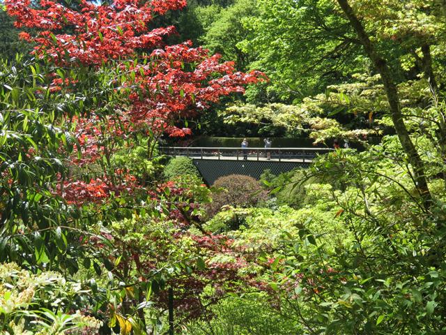 Flowers at Butchart Gardens north of Victoria, BC ( 49 of 70) (#0798)