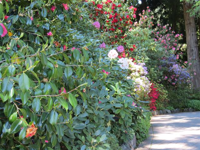 Flowers at Butchart Gardens north of Victoria, BC ( 54 of 70) (#0803)