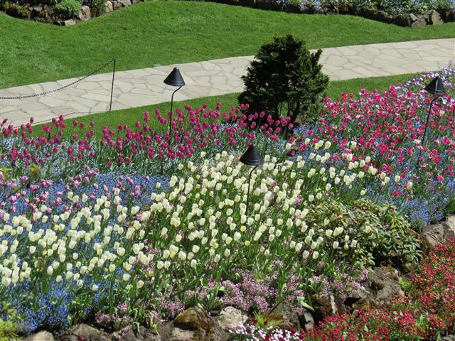 Flowers at Butchart Gardens north of Victoria, BC ( 57 of 70) (#0806)