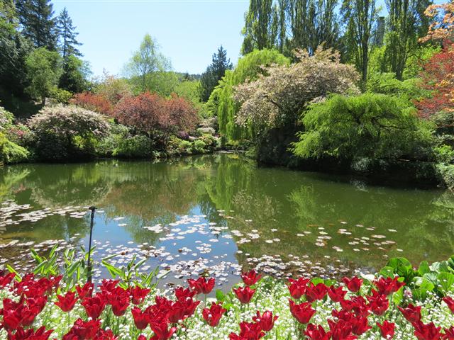 Flowers at Butchart Gardens north of Victoria, BC ( 59 of 70) (#0808)