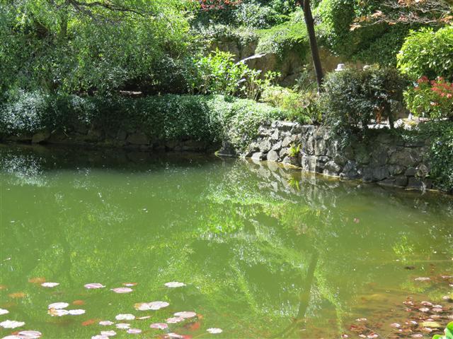 Flowers at Butchart Gardens north of Victoria, BC ( 62 of 70) (#0811)