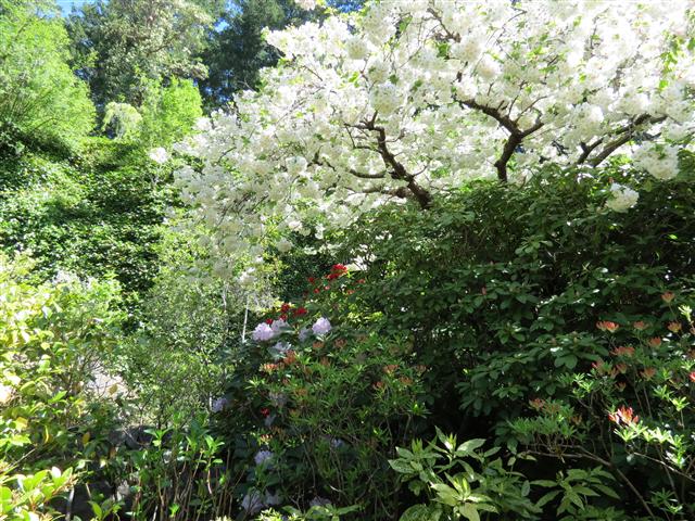 Flowers at Butchart Gardens north of Victoria, BC ( 64 of 70) (#0815)