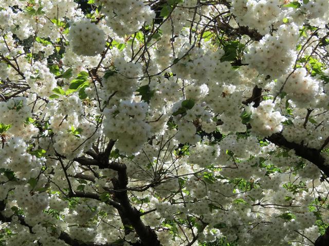 Flowers at Butchart Gardens north of Victoria, BC ( 65 of 70) (#0816)