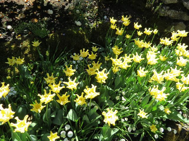 Flowers at Butchart Gardens north of Victoria, BC ( 66 of 70) (#0817)
