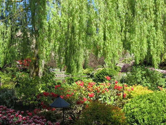 Flowers at Butchart Gardens north of Victoria, BC ( 69 of 70) (#0820)